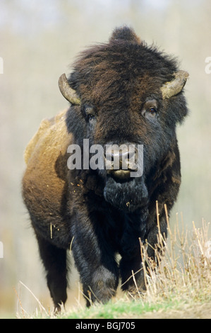 Bison (männlich) - stehend Holz / Bison Bison Athabascae Stockfoto