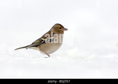 Buchfink, Fringilla Coelebs, alleinstehende Frau stehen im Schnee, Dumfries, Schottland, Winter 2009 Stockfoto