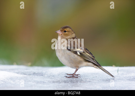 Buchfink, Fringilla Coelebs, alleinstehende Frau, stehend auf Schnee, Dumfries, Schottland, Winter 2009 Stockfoto