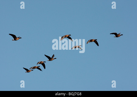 Pink-footed Goose, Anser Brachyrhynchus strömen im Flug gegen blauen Himmel, Caerlarverock, Dumfires, Schottland, Winter 2009 Stockfoto