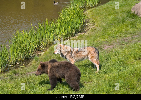 junge eurasische Braunbär und Wolf - am Ufer stehen Stockfoto