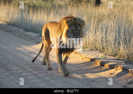 Löwe - männlich - zu Fuß / Panthera Leo Stockfoto