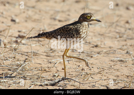 Thick-knee-zu Fuß entdeckt / Burhinus Capensis Stockfoto