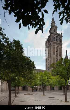 ehemaligen almohadischen Moschee im Hof des Cathtedral Sevilla, Andalusien, Spanien, mit dem Glockenturm La Giralda, im Hintergrund Stockfoto