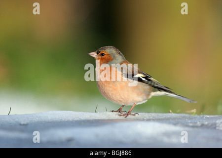 Buchfink, Fringilla Coelebs, einzelnes Männchen stehen auf Schnee, Dumfries, Schottland, Winter 2009 Stockfoto