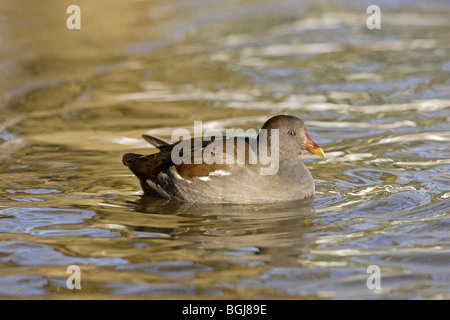 Juvenile Teichhühner auf dem Wasser Stockfoto