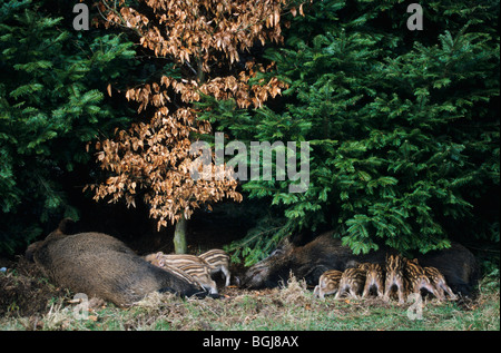 Wildschwein - Sauen und hatte / Sus Scrofa Stockfoto