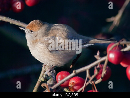Weibliche Mönchsgrasmücke (Sylvia Atricapilla) Fütterung auf Malus Red Sentinel (Crab Apple Tree) Stockfoto