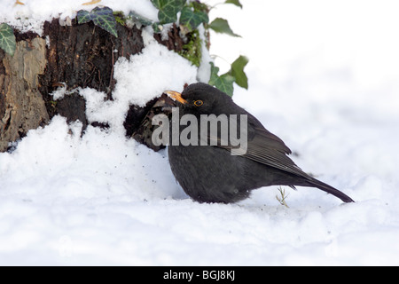 Männliche Amsel im Schnee Stockfoto