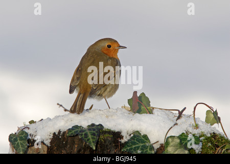 Rotkehlchen auf Schnee und Ivy Stockfoto