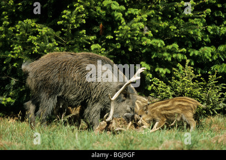 Wildschwein (Sus scrofa) Mutter und Jungtiere ernähren sich von toten Hirsch. Deutschland Stockfoto