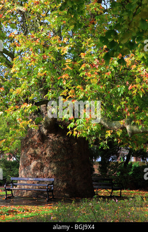 200-Jahr-alte orientalische Platane in West Gate Gardens in Canterbury Kent England Stockfoto