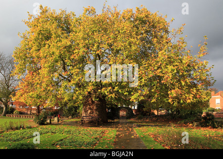200-Jahr-alte orientalische Platane in West Gate Gärten Canterbury Kent England Stockfoto
