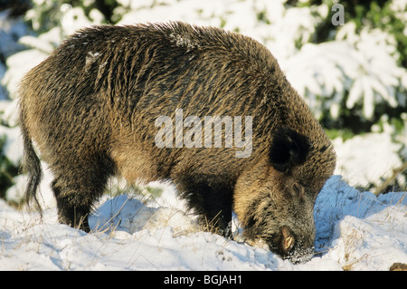 Wildschwein - Keiler im Schnee / Sus Scrofa Stockfoto