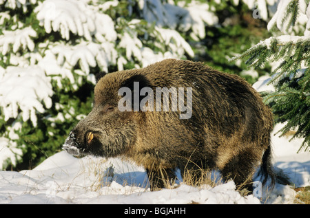 Wildschwein - Keiler im Schnee / Sus Scrofa Stockfoto