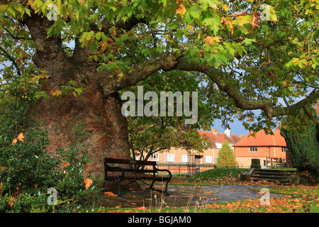 200-Jahr-alte orientalische Platane in West Gate Gardens in Canterbury Kent England Stockfoto
