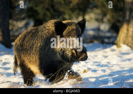 Wildschwein - Keiler im Schnee / Sus Scrofa Stockfoto