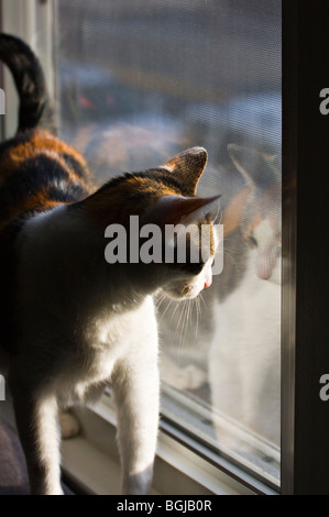 Calico Katze schaut aus einem Fenster mit Reflexion. Stockfoto