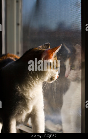 Calico Katze schaut aus einem Fenster mit Reflexion. Stockfoto