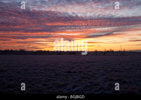 Sonnenaufgang über dem frostigen Felder, Hampshire, England. Stockfoto