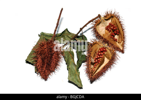 Urucum, Bixa Orellana, getrocknet Split Samenkapseln, international bekannt als Annatto Stockfoto