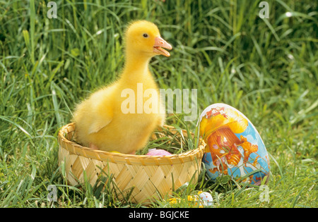 Gosling im Korb neben ein Easter egg Stockfoto