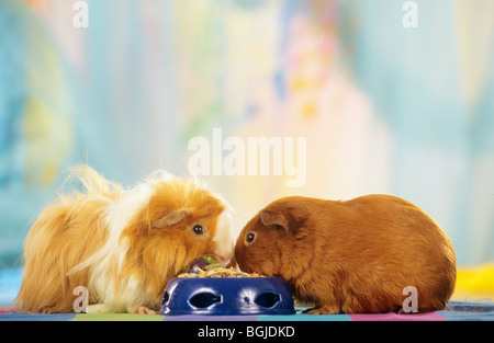 zwei Meerschweinchen in eine Schüssel geben Stockfoto