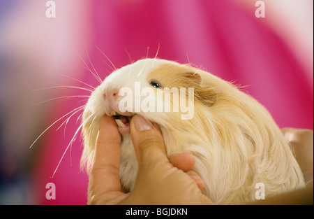 Meerschweinchen, Cavie in der Hand, Schneidezähne zeigt. Deutschland Stockfoto