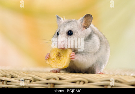 Teddy-Hamster - kaute Stockfoto