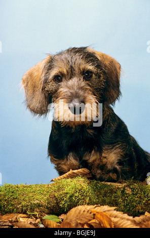 Rauhaar Dackel - Hundesitting Stockfoto