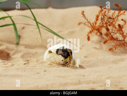 Hermann Schildkröte - Jungtier schlüpft heraus / Testudo Hermanni Stockfoto