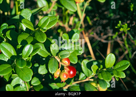 Vaccinium Vitis-Idaea, Kenozero See, Archangelsk, Russland Stockfoto