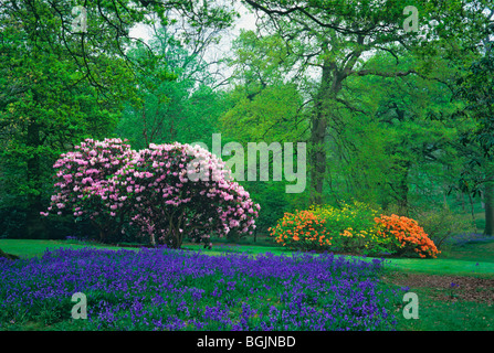 Die Rhododendron-Wanderungen im Frühlingsgarten im Bowood House Stockfoto