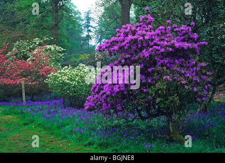 Die Rhododendron-Wanderungen im Frühlingsgarten im Bowood House Stockfoto