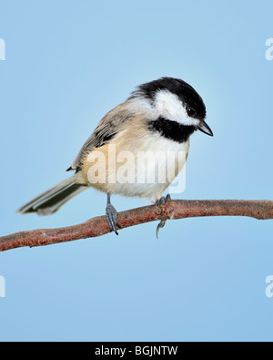 Carolina Chickadee, Poecile carolinensis, hoch oben auf einem Ast. Oklahoma City, Oklahoma, USA. Stockfoto