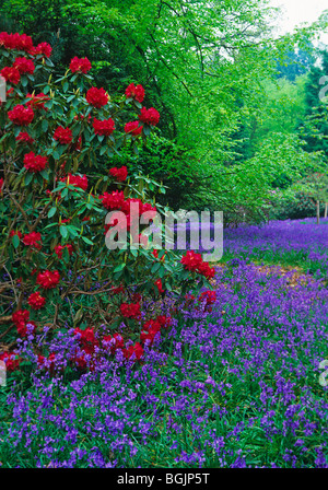 Die Rhododendron-Wanderungen im Frühlingsgarten im Bowood House Stockfoto