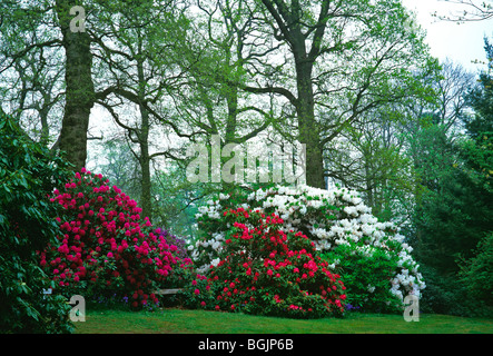 Die Rhododendron-Wanderungen im Frühlingsgarten im Bowood House Stockfoto