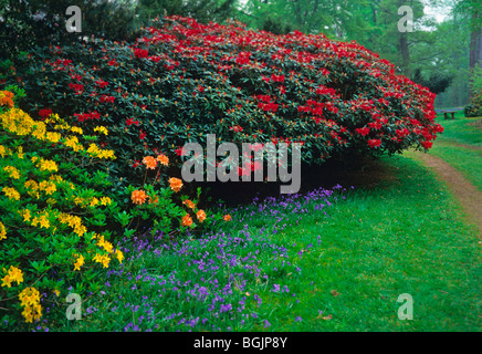 Die Rhododendron-Wanderungen im Frühlingsgarten im Bowood House Stockfoto