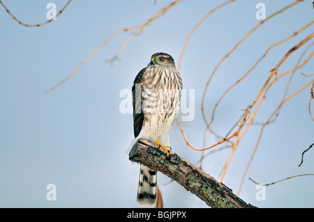 Juvenile Sharp-Shinned Hawk, Accipiter striatus, hocken auf einem Glied vor blauem Himmel. Oklahoma, USA. Stockfoto