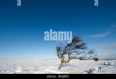 Einsame windgepeitschten Birke Baum Moorland oberhalb Ringinglow in Derbyshire, England Stockfoto