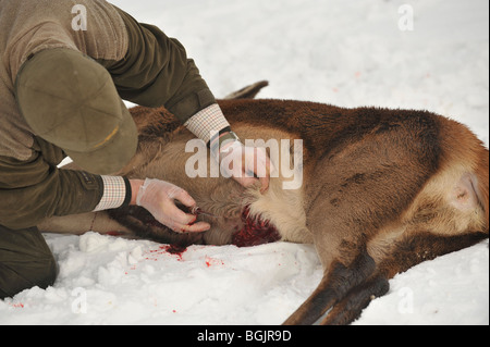 Gralloching ein Schuss Reh im Winterschnee Stockfoto