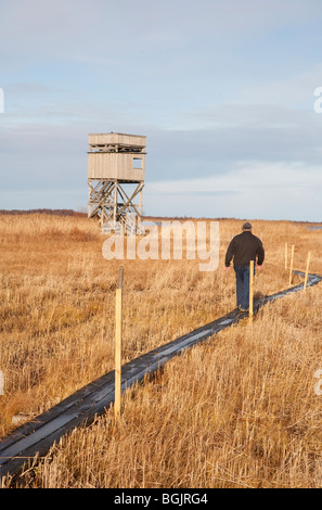 Ältere Vogelbeobachter Liminganlahti Bay Nature Reserve Rubrik zum Aussichtsturm, Finnland Stockfoto