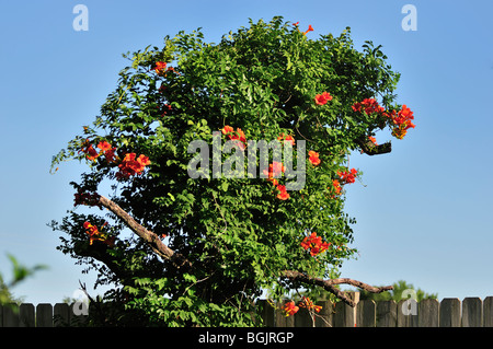 Eine blühende Trompete Weinstock, Campsis radicans, wächst auf einem toten Peach Tree. Vor blauem Himmel gezeigt. Oklahoma, USA Stockfoto