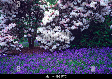 Die Rhododendron-Wanderungen im Frühlingsgarten im Bowood House Stockfoto