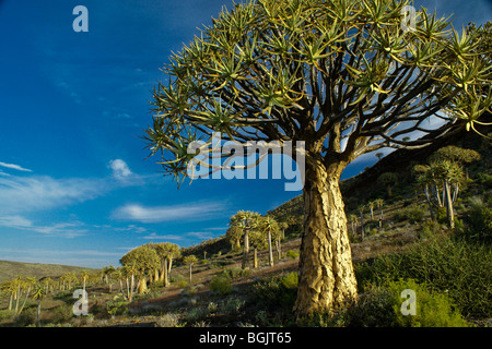 Kokerboom Wald, Western Cape, Südafrika Stockfoto