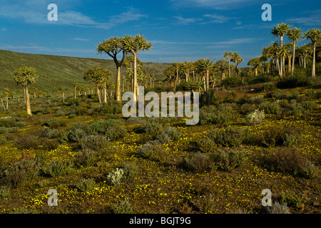 Kokerboom Wald, Western Cape, Südafrika Stockfoto