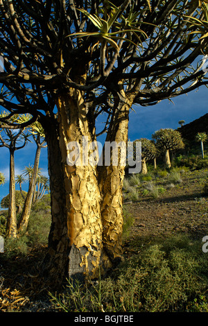 Kokerboom Wald, Western Cape, Südafrika Stockfoto