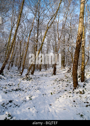 Schnee im Fox Covert Naturreservat in der Nähe von Calverton Nottinghamshire, England UK Stockfoto