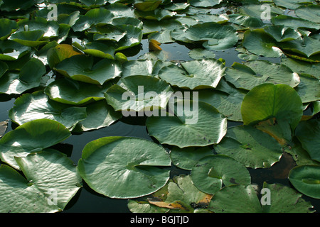 Duftende White Water Lily Nymphaea Odorata Okefenokee NWR Georgia USA Stockfoto