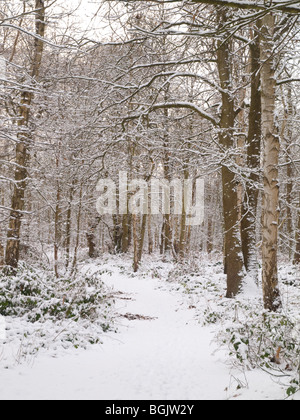 Schnee im Fox Covert Naturreservat in der Nähe von Calverton Nottinghamshire, England UK Stockfoto